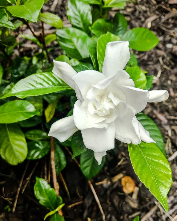 梔子花白色花冠與深綠葉片
