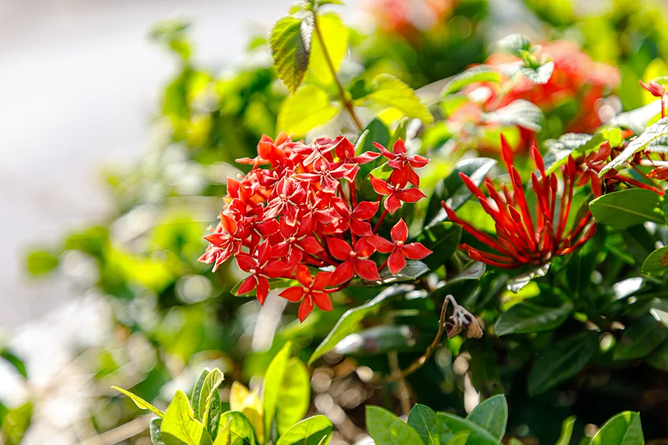 龍船花密集的橙紅色花序